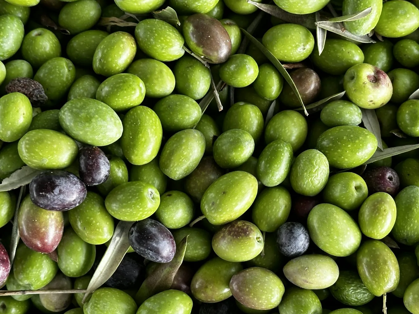 un montón de aceitunas verdes y aceitunas una al lado de la otra